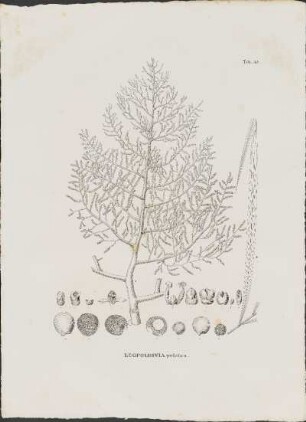 Tab. 53. Leopoldinia pulchra.