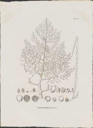 Tab. 53. Leopoldinia pulchra.