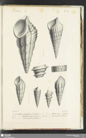 Pl. 232