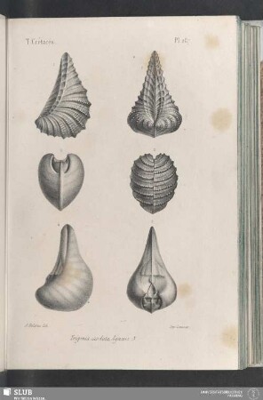 Pl. 287