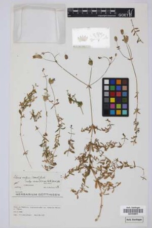 Silene vulgaris subsp. maritima Á. Löve & D. Löve