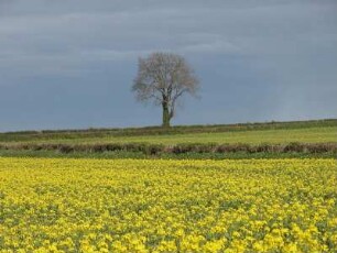 Blühendes Rapsfeld Anfang April bei Dublin