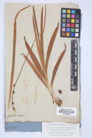 Gladiolus lineatus