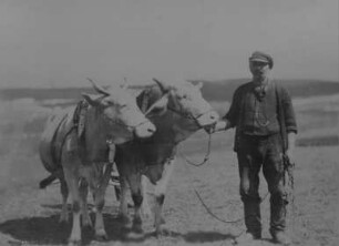 Kleinbauer Richard Schneider mit einem Ochsengespann bei der Feldarbeit : Kleinbauer Richard Schneider mit einem Ochsengespann bei der Feldarbeit