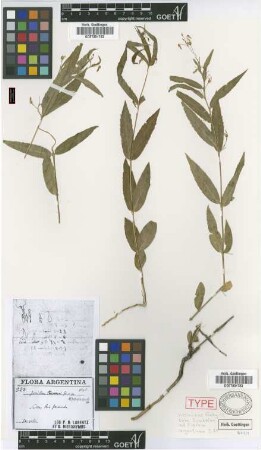 Ionidium hieronymi Griseb. [type]