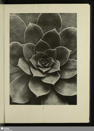 Sempervivum percarneum