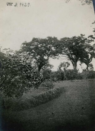 "Mangrove Landschaft. Samoa."