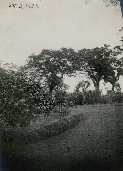 "Paysage de mangrove. Samoa".