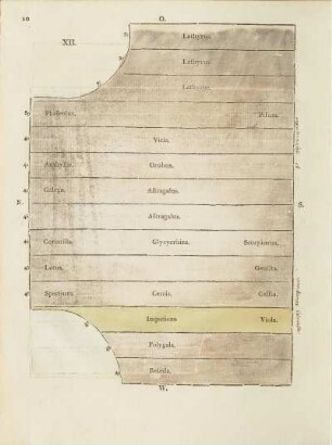 Tab. XII.