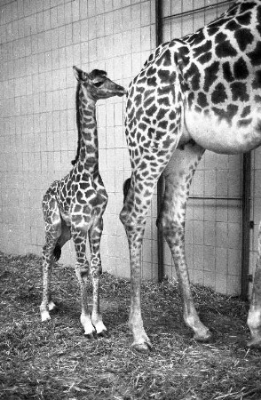 Nachwuchs bei den Giraffen im Karlsruher Zoo.