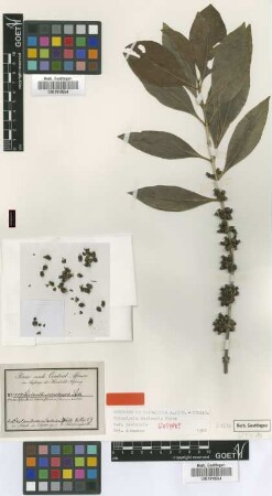 Tricalysia okelensis Hiern var. okelensis Hiern[isotype]