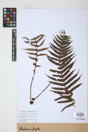 Blechnum fragile (Liebm.) C.V.Morton & Lellinger