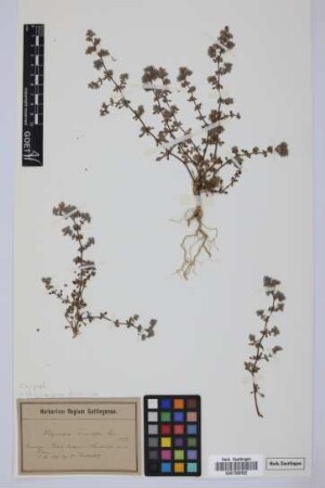 Polycarpaea teneriffae Lam.
