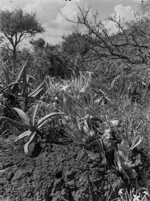 Strauch- und Buschvegetation : Dichte Strauch- und Buschvegetation