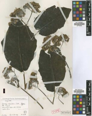 Aequatorium carpishense (Cuatrec.) H.Rob. & Cuatrec. [isotype]