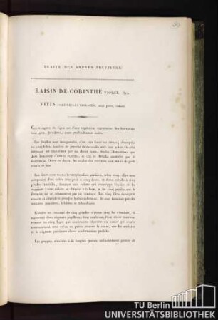 Raisin de Corinthe violet. Duh. Vitis Corinthiaca violacea, acino parvo, violaceo.