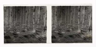 Pingenfeld mit Tagebau-Pingen, Kellerwald, Waldeck