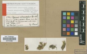 Hypnum suburceolatum Hampe & Lorentz [isotype]