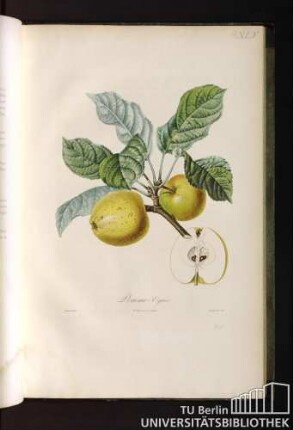 Pomme eyriès.