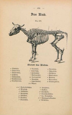 Fig. 270. Skelett des Rindes