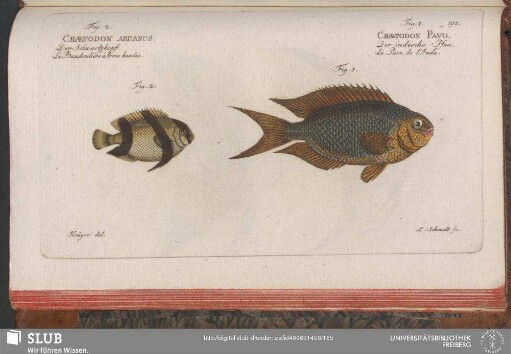 198. Fig. 1. Chaetodon Pavo. Fig. 2. Chaetodon Aruanus