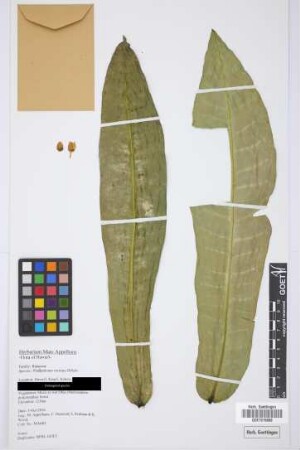Platydesma rostrata Hillebr.