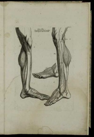 Tab. XIX. Tibia et Pes. Das Schienbein samt dem Fuß, von der äussern und innern Seite. fig. 1 – fig. 3