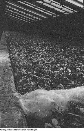 VEB Gartenbau, März 1954