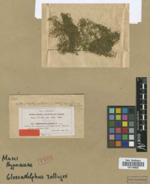 Glossadelphus zollingeri (Müll.Hal.) M.Fleisch. var. filicaulis (M.Fleisch.) M.Fleisch.