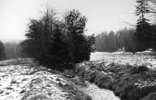 Tharandt-Triebisch, Tharandter Wald. In den Triebischwiesen zwischen Hartha und Grund