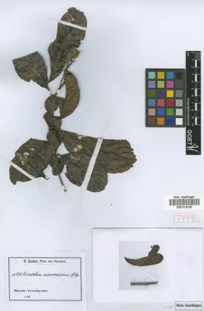 Eriocoelum macrocarpum Gilg ex Radlk. [syntype]