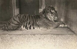 Dresden. Zoologischer Garten. Ruhender Königstiger, auch Bengal-Tiger (Panthera tigris tigris)