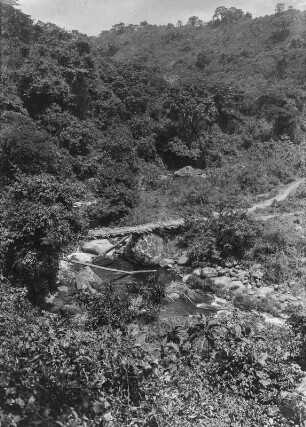 Urwald : Blick über den Urwald, vorn Flusslauf