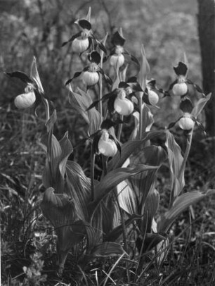 Die Gattung Cypripedium gehört zur Familie der Orchideen (Orchidaceae), auch als Frauen- oder Venusschuhe bezeichnet