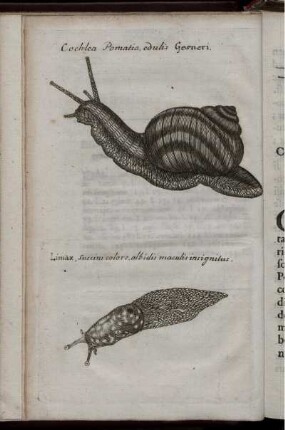Cochlea Pomatia, edulis Gesneri.