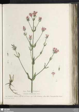 La Petite Centaurée