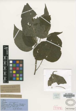 Croton tucumanensis Griseb. [type]