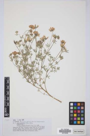 Lotus spartioides Webb & Berthel.