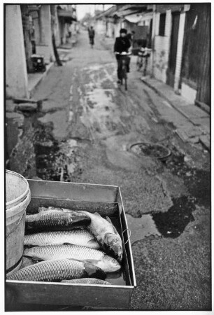 China. Fische