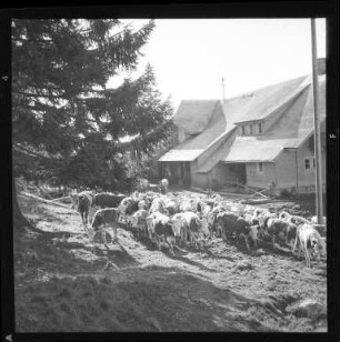 Kühe an der Menzenschwander Hütte