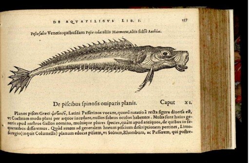 De piscibus spinosis oviparis planis Cap. XI.