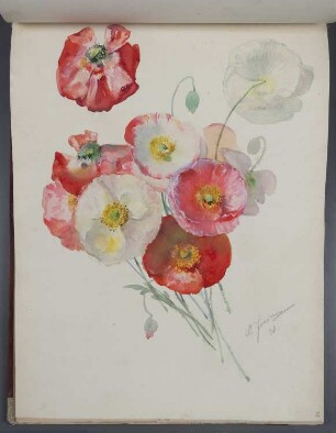 Blumen: Mohnblüten