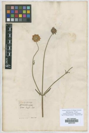 Scabiosa