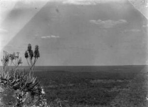 Bewaldete Ebene : Bewaldete Ebene in Sambia. Mittendrin Dambos. Links im Bildvordergrund eine blühende Aloe-Pflanze auf einem Felsen.