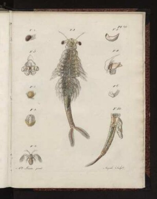Pl. 20.