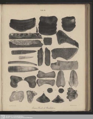 Tab. XII. Eocene Fossils of Bracklesham