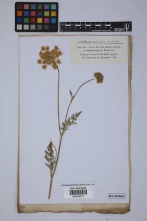 Daucus carota L.