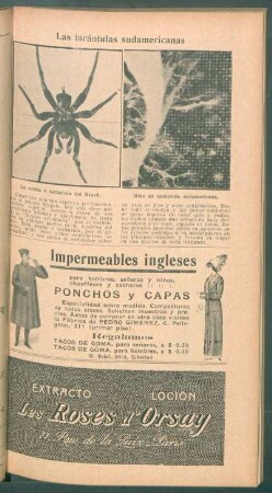 Las tarántulas sudamericanas