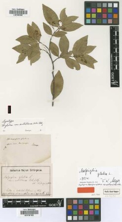 Malpighia glabra L. var. typica Nied.