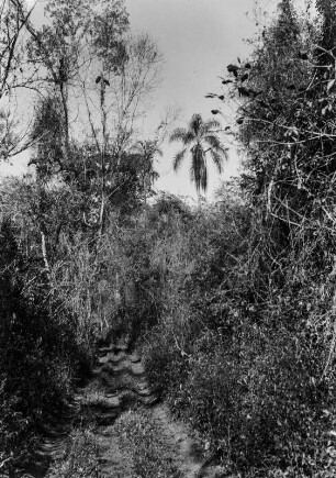 Wald : Ein Wald in der brasilianischen Savanne.